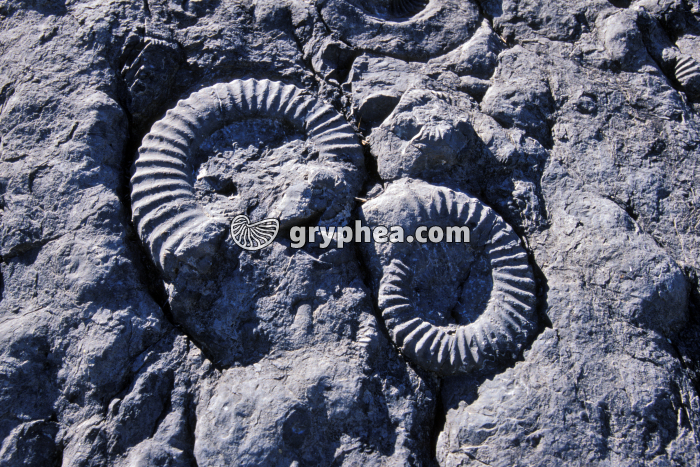 Dalle à Ammonites , Coroniceras multicostatum (Digne, Alpes de Haute-Provence) - gryphea.com